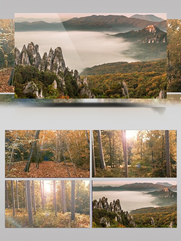 秋天森林美丽风景视频素材