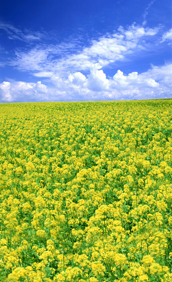 油菜花