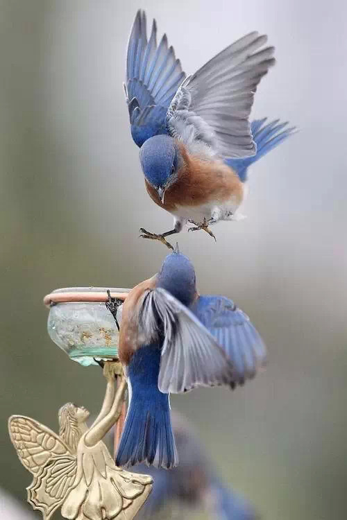 鸟摄影小鸟蓝色小鸟摄影图