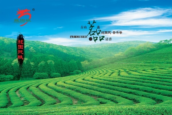 茶葉廣告