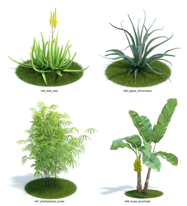綠色植物