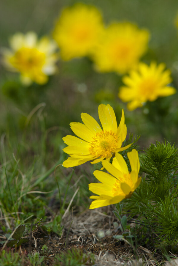 黄色的野花背景图片