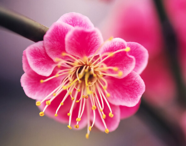 位圖植物攝影寫實(shí)花卉花朵數(shù)碼照片免費(fèi)素材