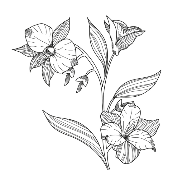 素描植物海報(bào)