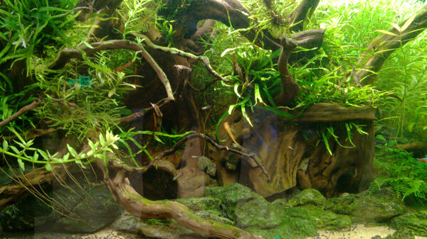 海底綠色植物圖片