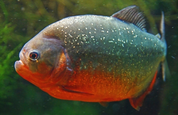 食人魚圖片