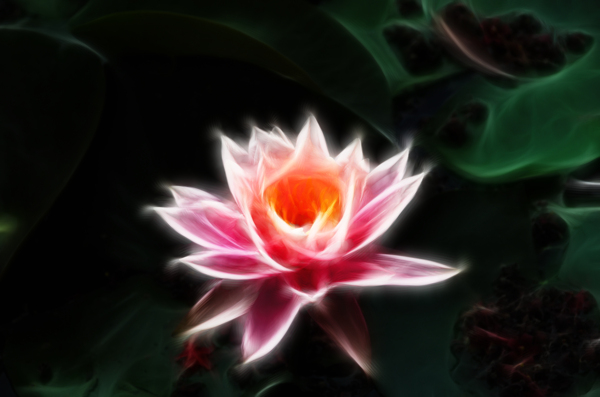 荷花圖片