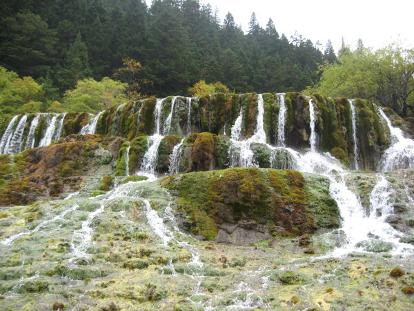 樹植物水風景