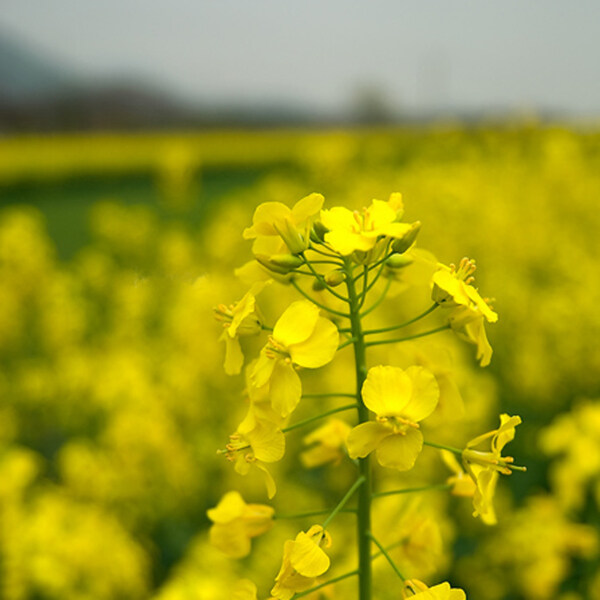 四月油菜花