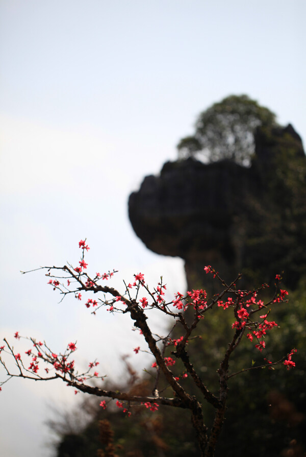 水蜜桃花图片