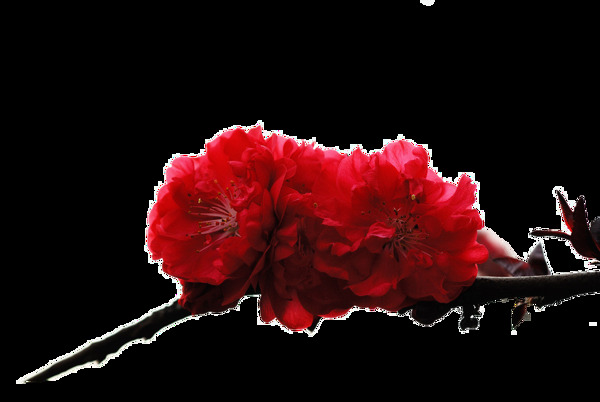 浪漫鲜红色花朵樱花装饰元素