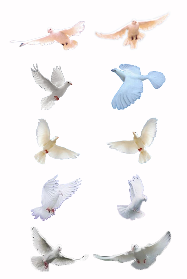 一组免抠白色和平鸽装饰元素