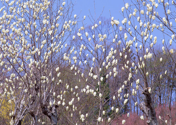 树木上的白色花朵图片