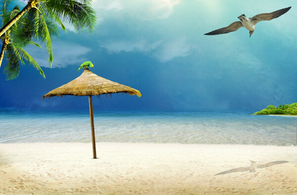 高清海滩椰子海鸥