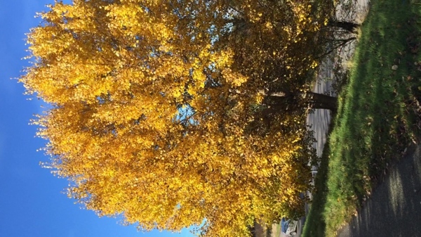 黄色树叶自然风景