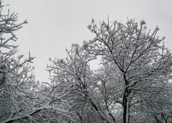 雪景大雪压树
