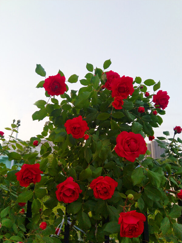 盛开的玫瑰花