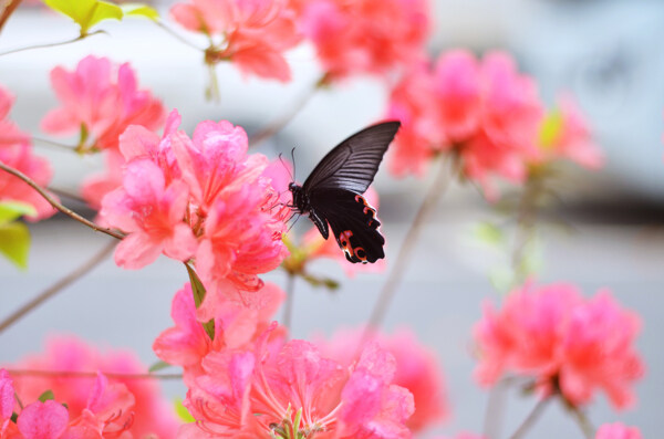 蝶恋花