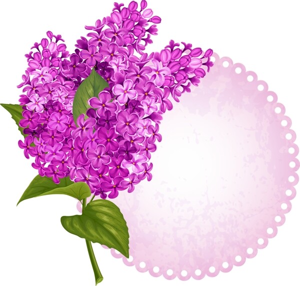 紫色的丁香花