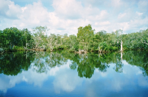 树植物水风景