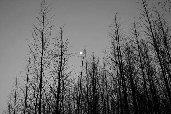 月下森林图片