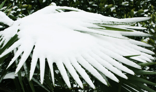 雪之翼图片
