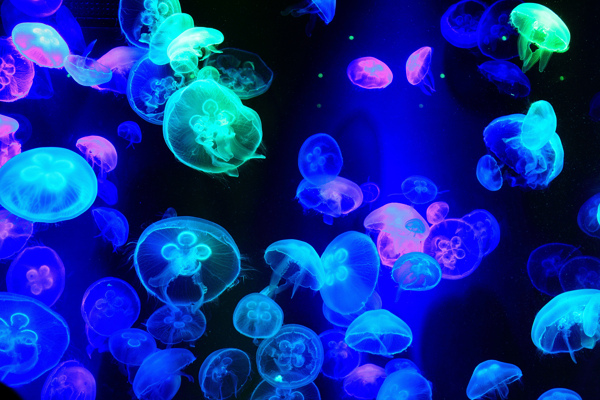 彩色灯光下的水母