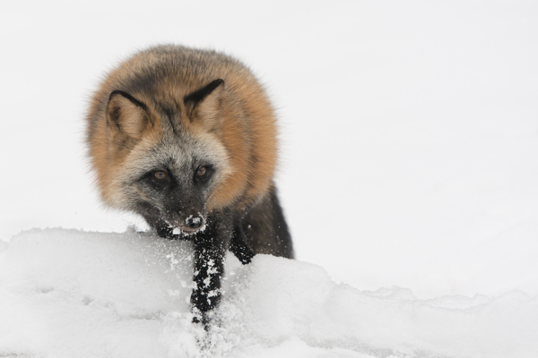 冬天雪地里的狐狸