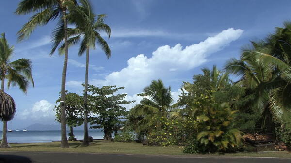 塔希提的棕榈树和股海的录像