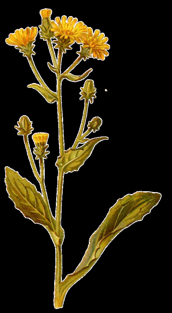 手绘一株黄色菊花花枝透明装饰素材