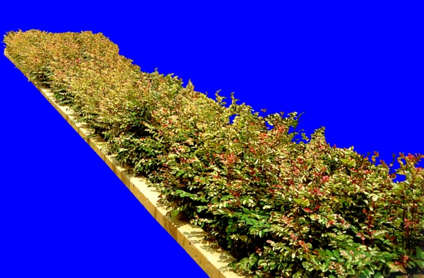 灌木115效果图植物配景素材