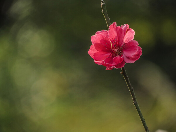 艳丽的桃花