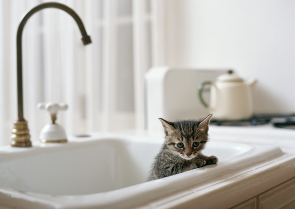 厨房水槽里的小猫图片