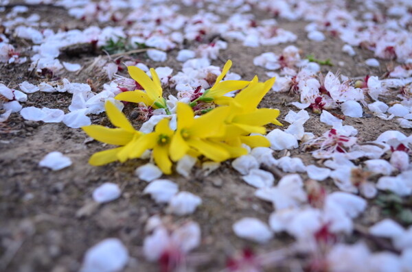 落花图片