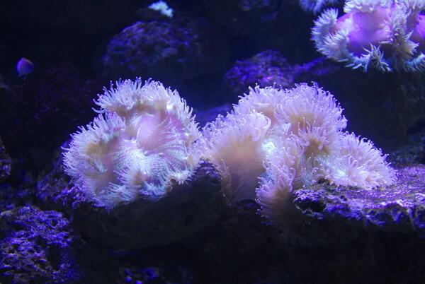 尼罗河珊瑚