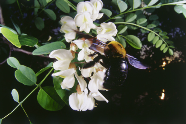 花朵上采蜜的蜜蜂图片