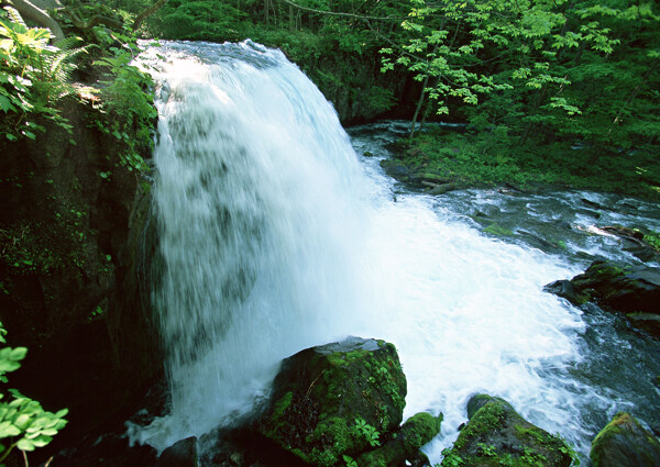 树植物水风景