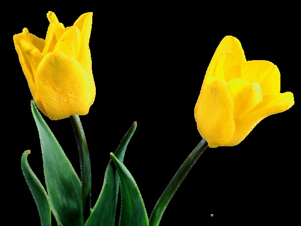 两朵黄色的花png元素素材