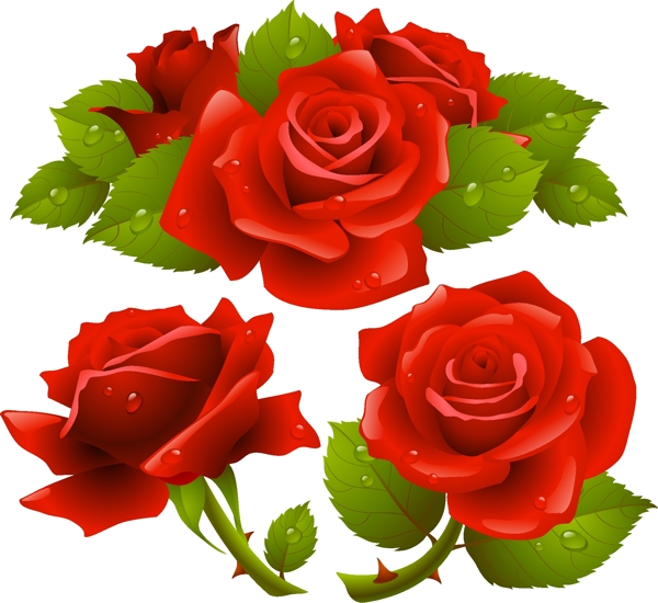 浪漫大方红色玫瑰花