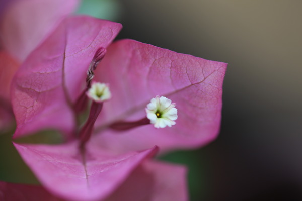 三角梅的花蕊