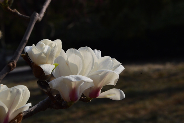 玉兰花