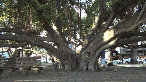 毛伊岛拉海纳股票历史榕树的录像视频免费下载