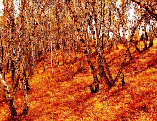 鏍戞灄风景建筑田园植物水景田园印象画派写实主义油画装饰画