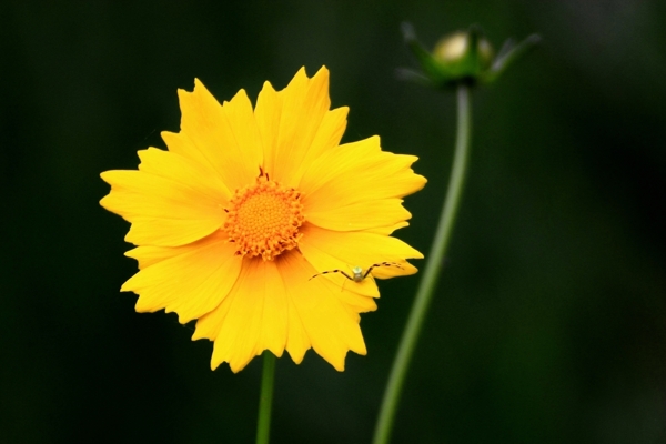 黄色的金鸡菊