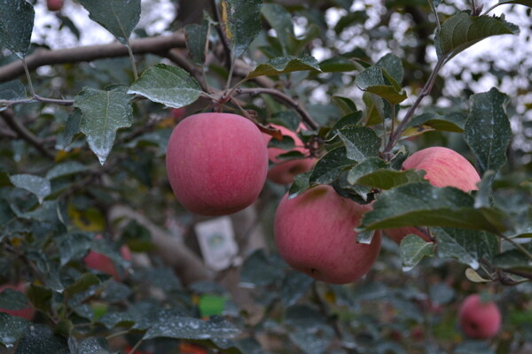 洛川苹果