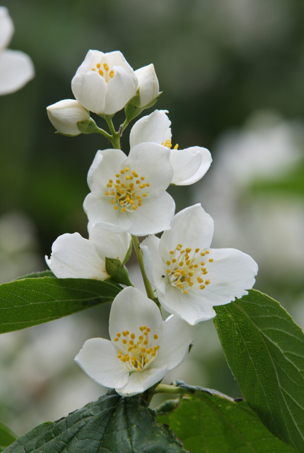 茉莉花