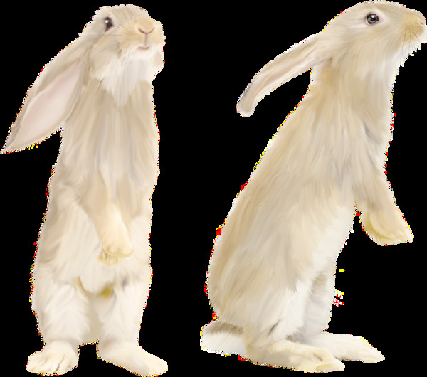 两只站立的兔子免抠png透明图层素材