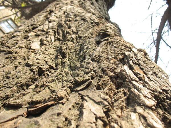木纹树的肌理图片