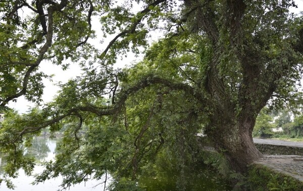 宏村的古树图片