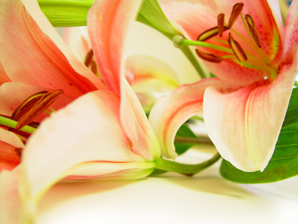 美丽葵百合鲜花图片